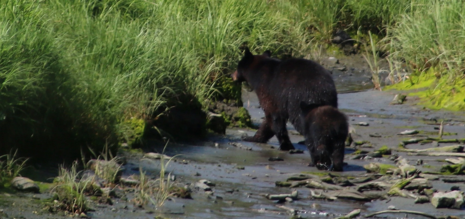 Black bear come to feast on salmon in Herring Cove, Alaska.