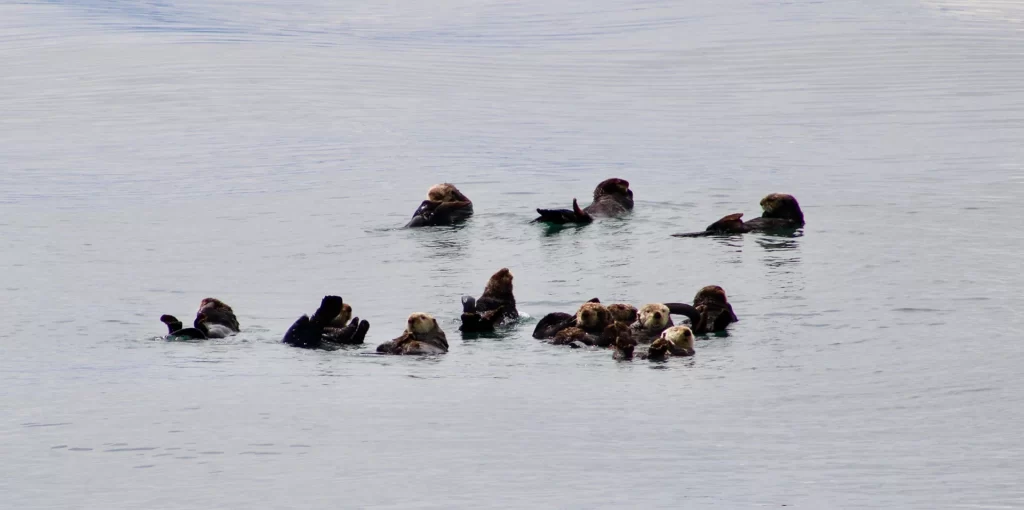 The sea otter congregate in what's called a raft
