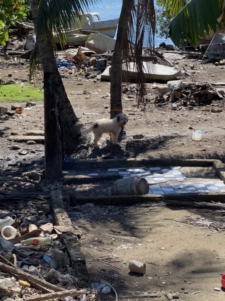 Dog guards a property riddles with trash in Coxen Hole, Honduras