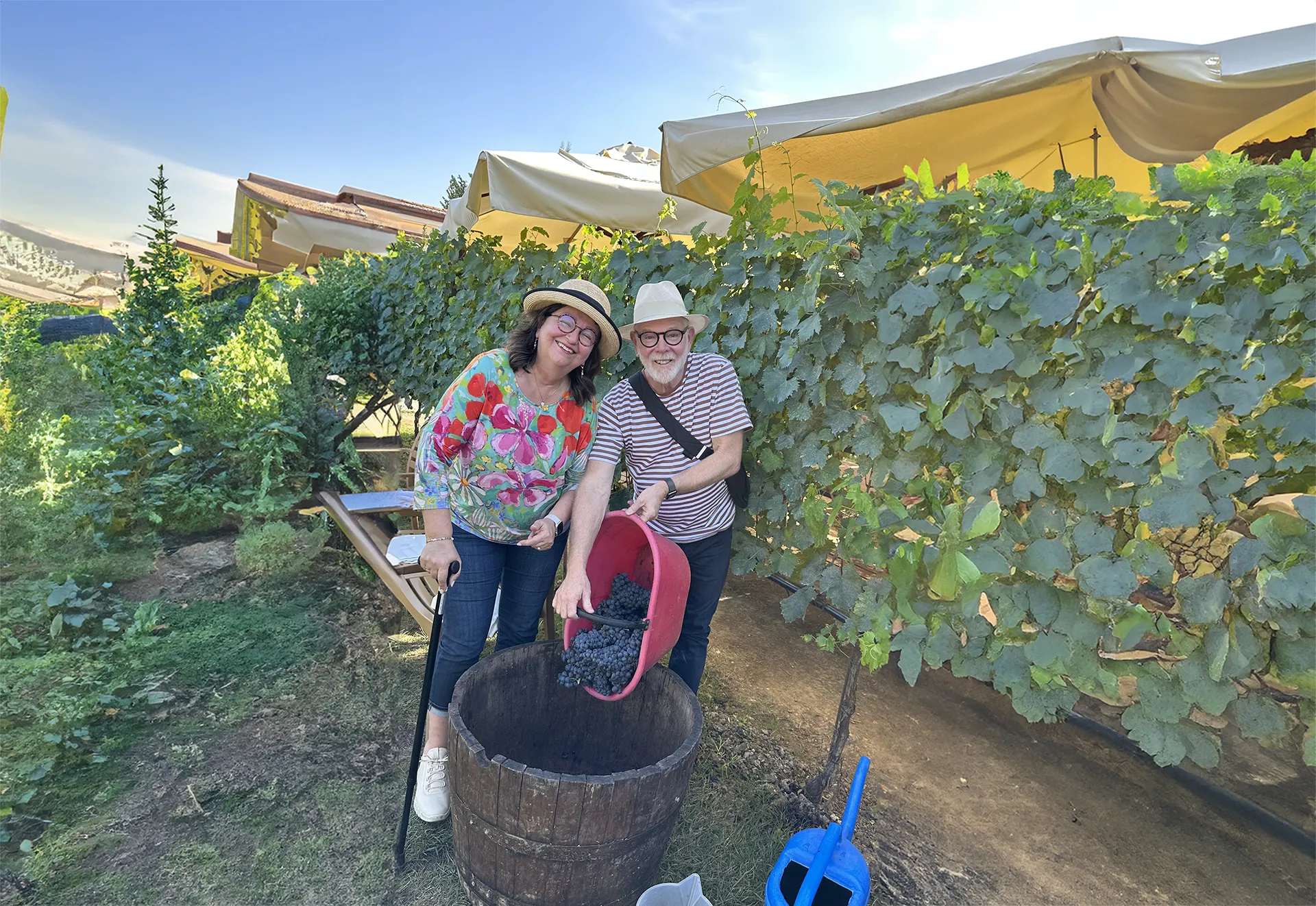 Mark Morin, the Happy Traveler and his wife Danielle harvesting grapes in Tuscany