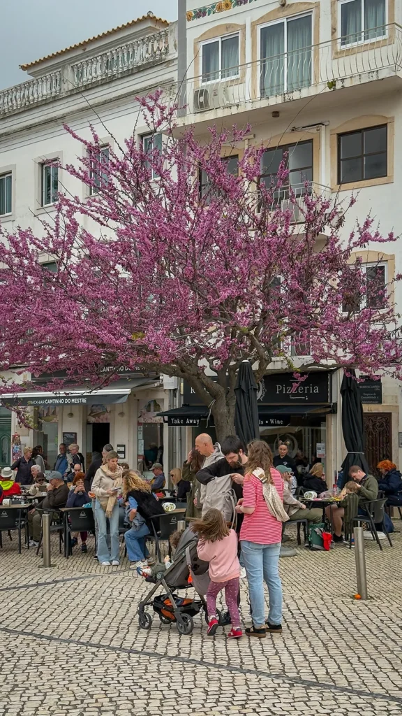 Families and café patrons beneath a pink blossoming tree in Loulé Old Town, Portugal.