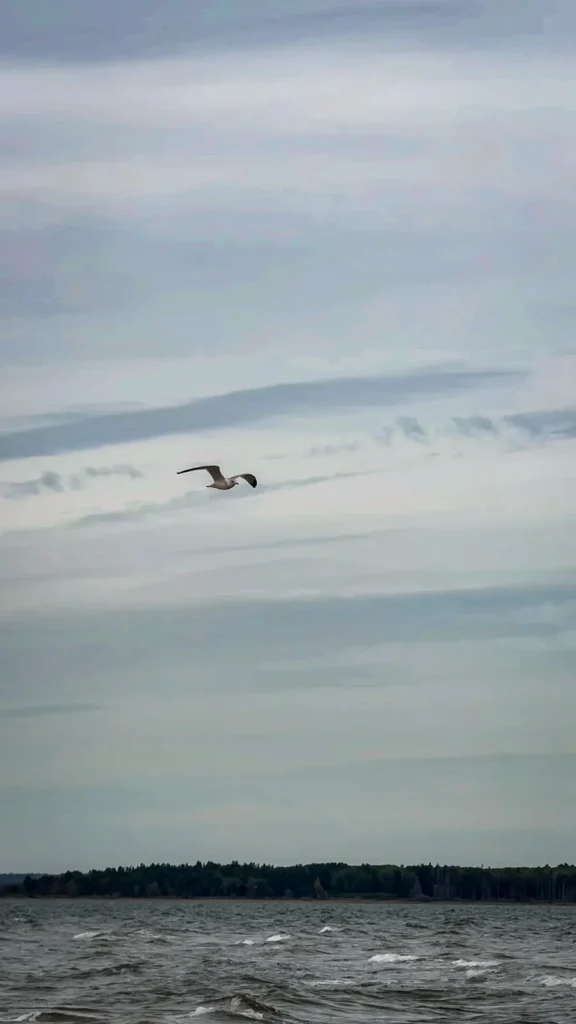 Gull flying above wind-ruffled water, with a distant tree-lined shore and layered clouds.