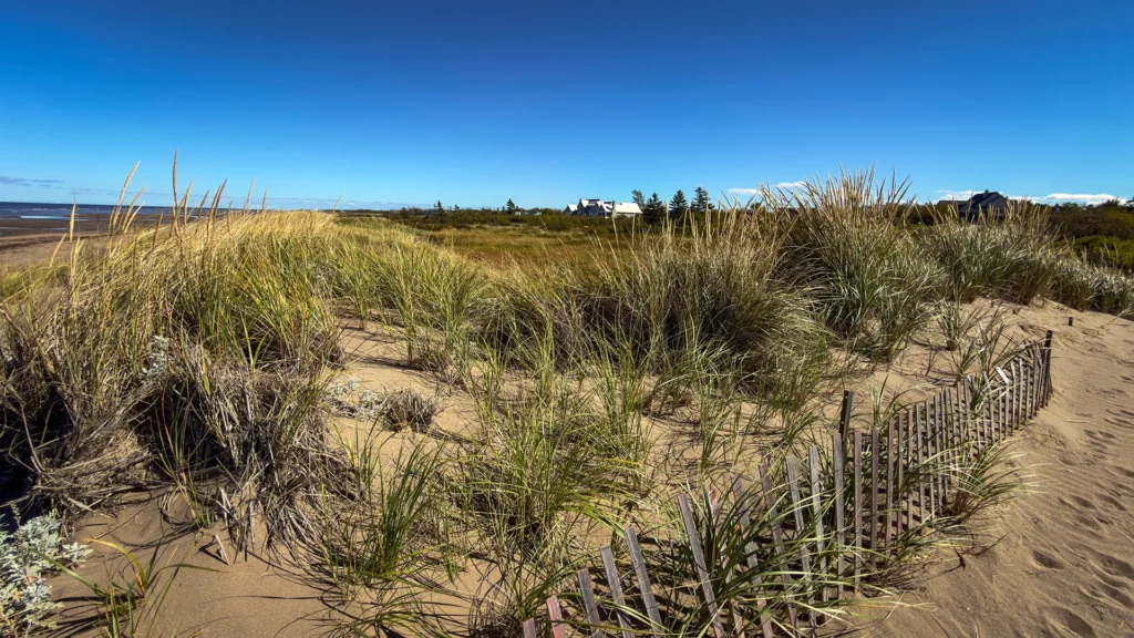 Grassy sand dunes and a low sand fence, with the beach visible on the left and cottages in the distance.