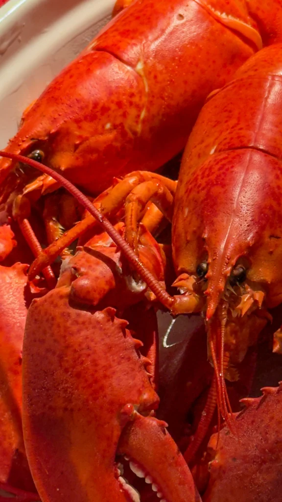 Close-up of two cooked red lobsters, with their claws and antennae visible.